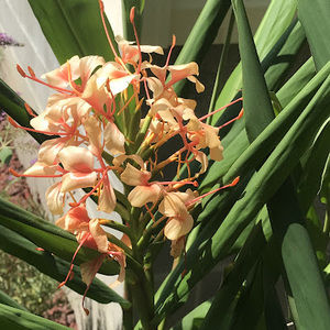 Meet your Posher, Colette